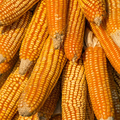 Dry corn cobs hanging on a tree