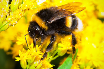 Bumblebee