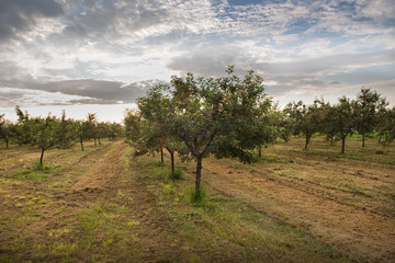 orchard tree in sunset