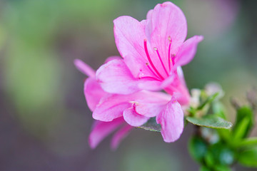 Fototapeta na wymiar Azalia kwiaty
