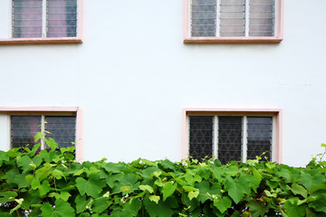 Fototapeta na wymiar Exterior of house with green plant