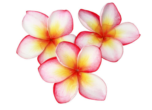 frangipani