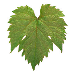 Grape leaf colseup