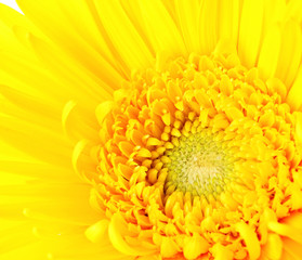 Yellow daisy close up