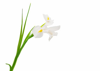 fleur d& 39 iris blanc