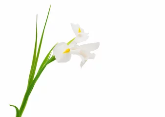 Afwasbaar Fotobehang Iris witte irisbloem