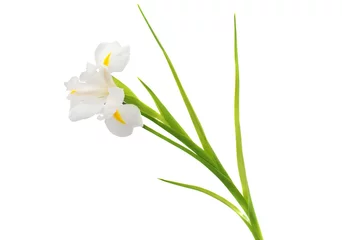 Abwaschbare Fototapete Iris white iris flower