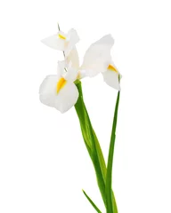 Crédence de cuisine en verre imprimé Iris fleur d& 39 iris blanc