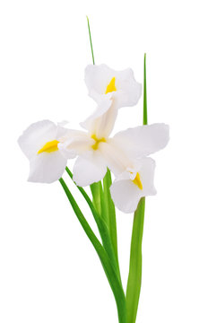 white iris flower