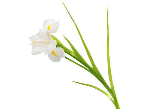 white iris flower