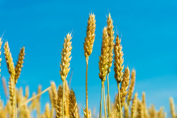 wheat field © ksena32
