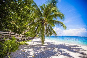 Coconut Palm tree on the white sandy beach