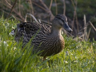 young duck