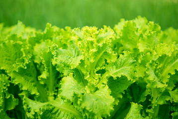 lettuce growing