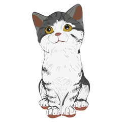 Kitty  with dreaming eyes on a white background