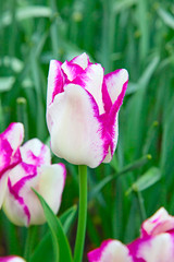 Fototapeta premium Tulips