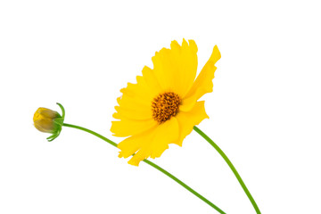 yellow flower isolated