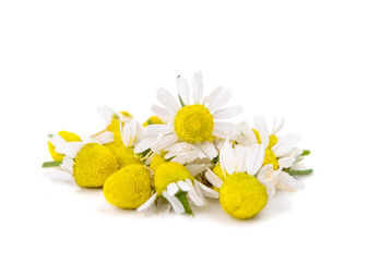 medical daisy isolated