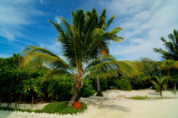 Fototapeta premium Palm Tree Alley