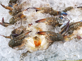 Fresh crab, seafood ingredient