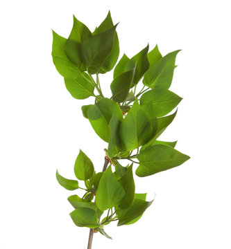 Branch of lilac isolated on white