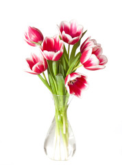 pink and white tulips in the transparent vase isolated on white.
