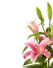 a fragment of pink lilies  bunch isolated on a white background