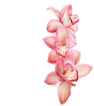 Fototapeta pink orchids on white