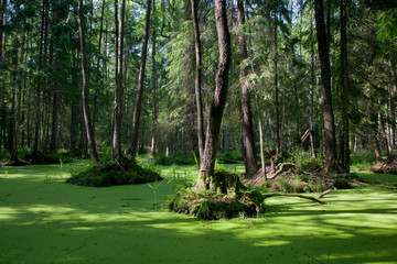 Natural stand of Bialowieza Forest with standing water
