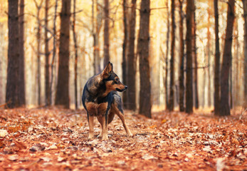 Dog walking in the autumn forest