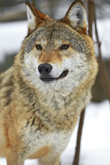 Gray Wolf