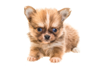 Fototapeta na wymiar Chihuahua puppy