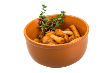 Armillaria