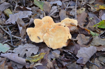 Champignon pied de mouton