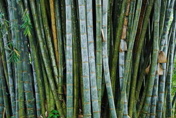 Fototapeta premium giant bamboo in the Royal Botanical Gardens, Kandy, Sri Lanka
