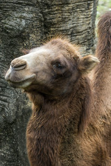 Closeup of a hairy Bactrian camel (Camelus bactrianus)