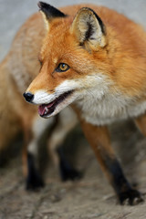 Fox portrait in natural habitat