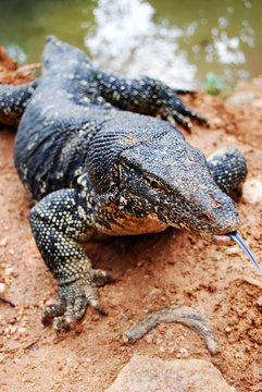 Varanus salvator, a large lizard close up, Sri Lanka