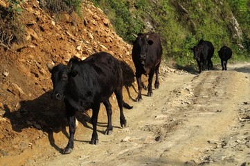 Herd of black cows, photographed in Nepal