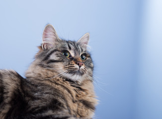 Beautiful cat posing