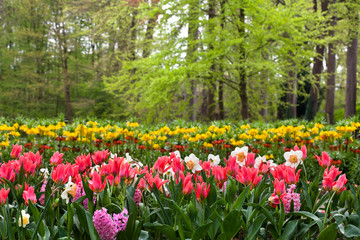 Group of tulips, narcissus and hyacinths in a forest.