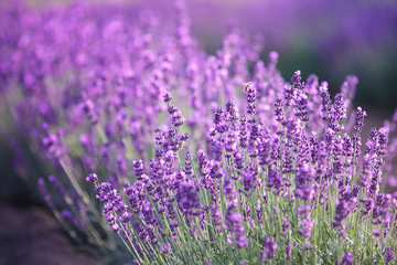 Lavender flowers
