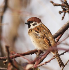 Sparrow on branch, tree sparrow, passer montanus