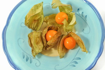 Physalis