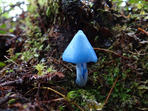 Entoloma hochstetteri. Blauer Pilz. Neuseeland / New Zealand