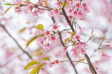 Wild Himalayan Cherry spring blossom