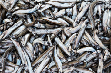 frozen carcass fish in brick for trade and background