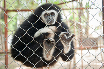 Gibbon in a cage © peangdao