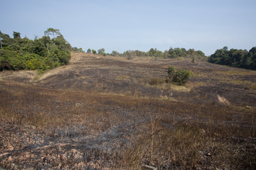 burn grassland, nature burn field with dirt road in forest