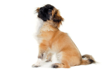 Puppy dog sitting on white background